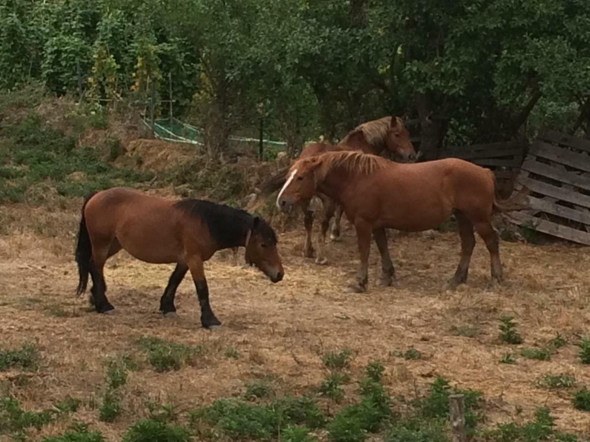 Casa Rural El Rincon De Maria Villoslada de Cameros Dış mekan fotoğraf